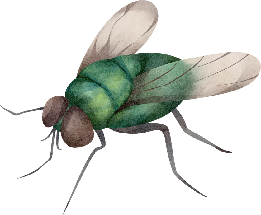 watercolor insect fly